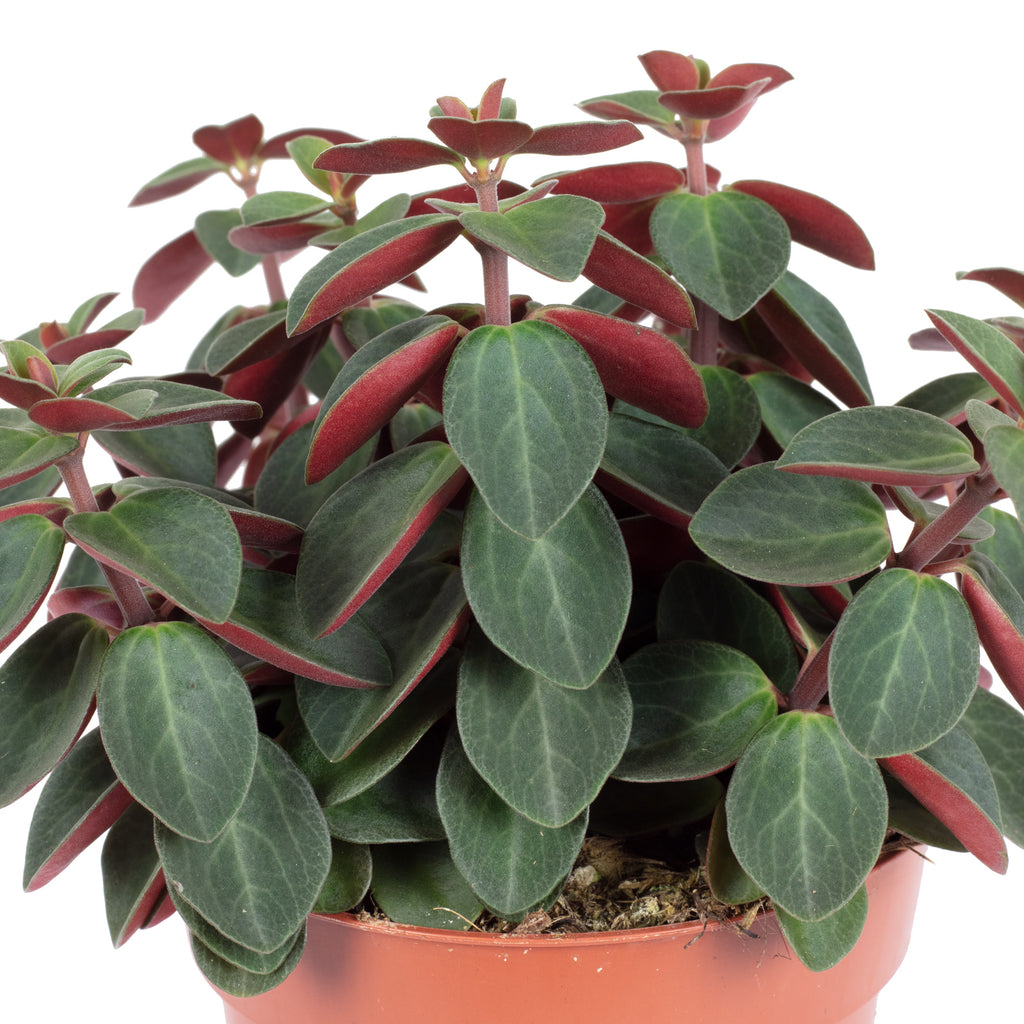 Zwergpfeffer Mix Smit-Sortiment - Peperomia - Höhe ca. 12-15 cm, Topf-Ø 10,5 cm