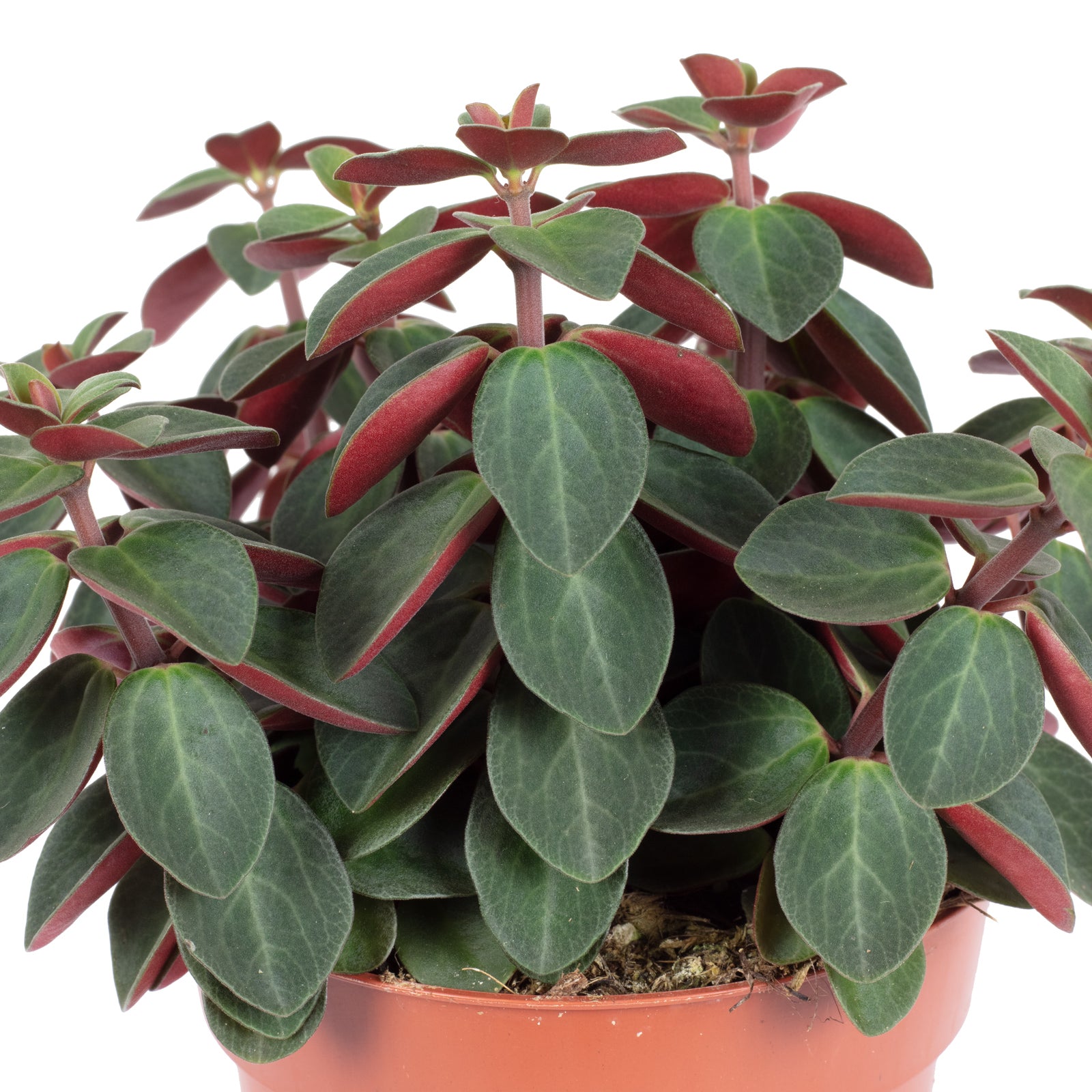 Zwergpfeffer Mix Smit-Sortiment - Peperomia - Höhe ca. 12-15 cm, Topf-Ø 10,5 cm
