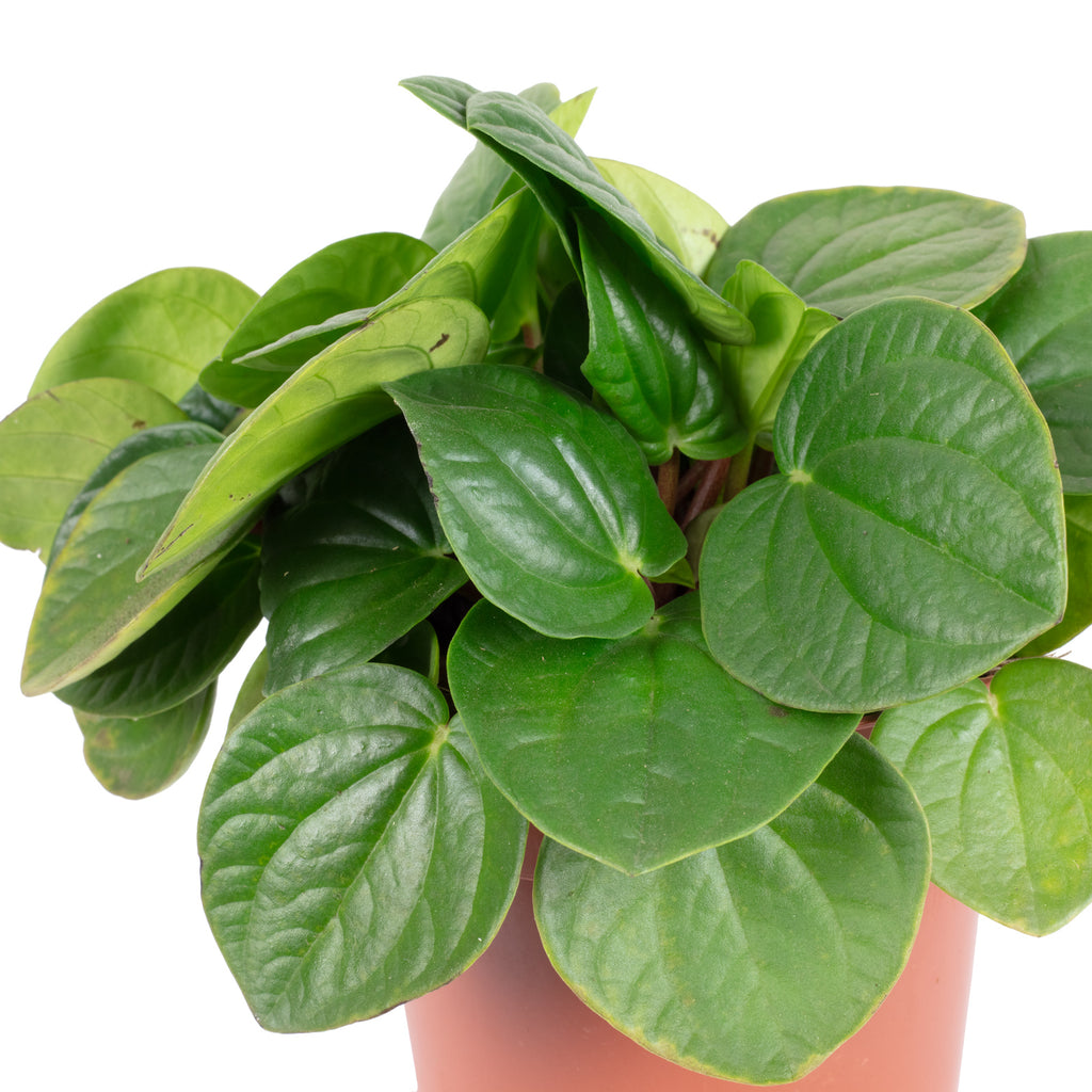 Zwergpfeffer Mix Smit-Sortiment - Peperomia - Höhe ca. 12-15 cm, Topf-Ø 10,5 cm