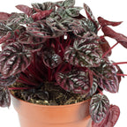 Zwergpfeffer Mix Smit-Sortiment - Peperomia - Höhe ca. 12-15 cm, Topf-Ø 10,5 cm