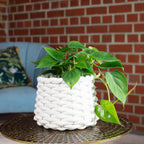 Baumfreund - Philodendron scandens - 20 cm