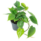 Baumfreund - Philodendron scandens - 20 cm