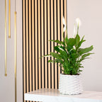 Einblatt 3-5 Blüten/Knospen - Spathiphyllum - Höhe ca. 50 cm, Topf-Ø 13 cm