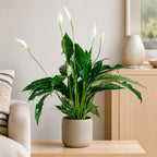 Einblatt 3-5 Blüten/Knospen - Spathiphyllum - Höhe ca. 50 cm, Topf-Ø 13 cm