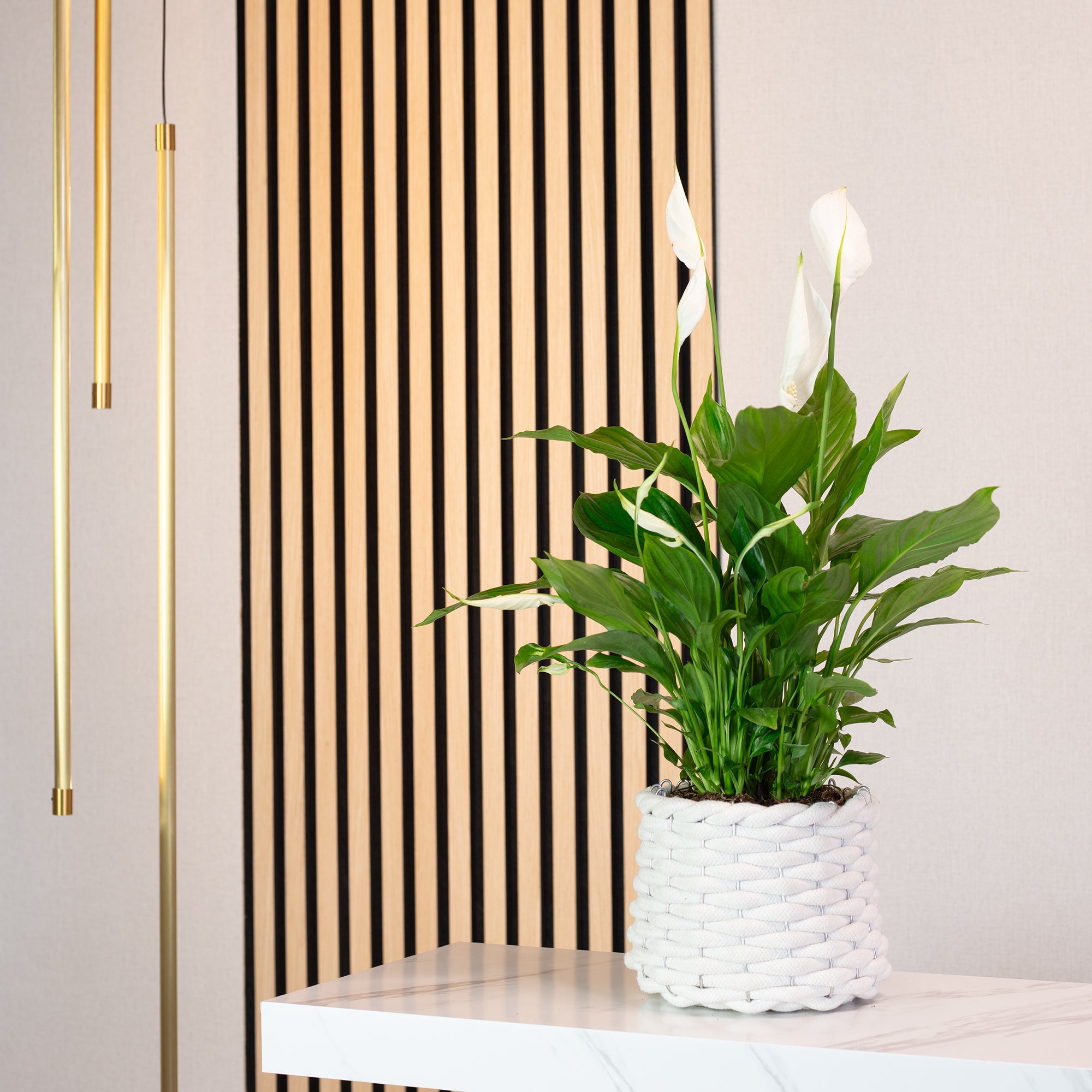 Einblatt 3-5 Blüten/Knospen - Spathiphyllum - Höhe ca. 50 cm, Topf-Ø 13 cm