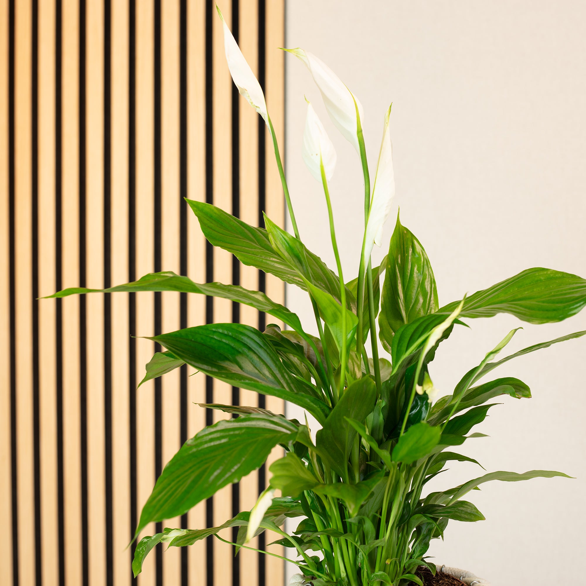 Einblatt 3-5 Blüten/Knospen - Spathiphyllum - Höhe ca. 50 cm, Topf-Ø 13 cm