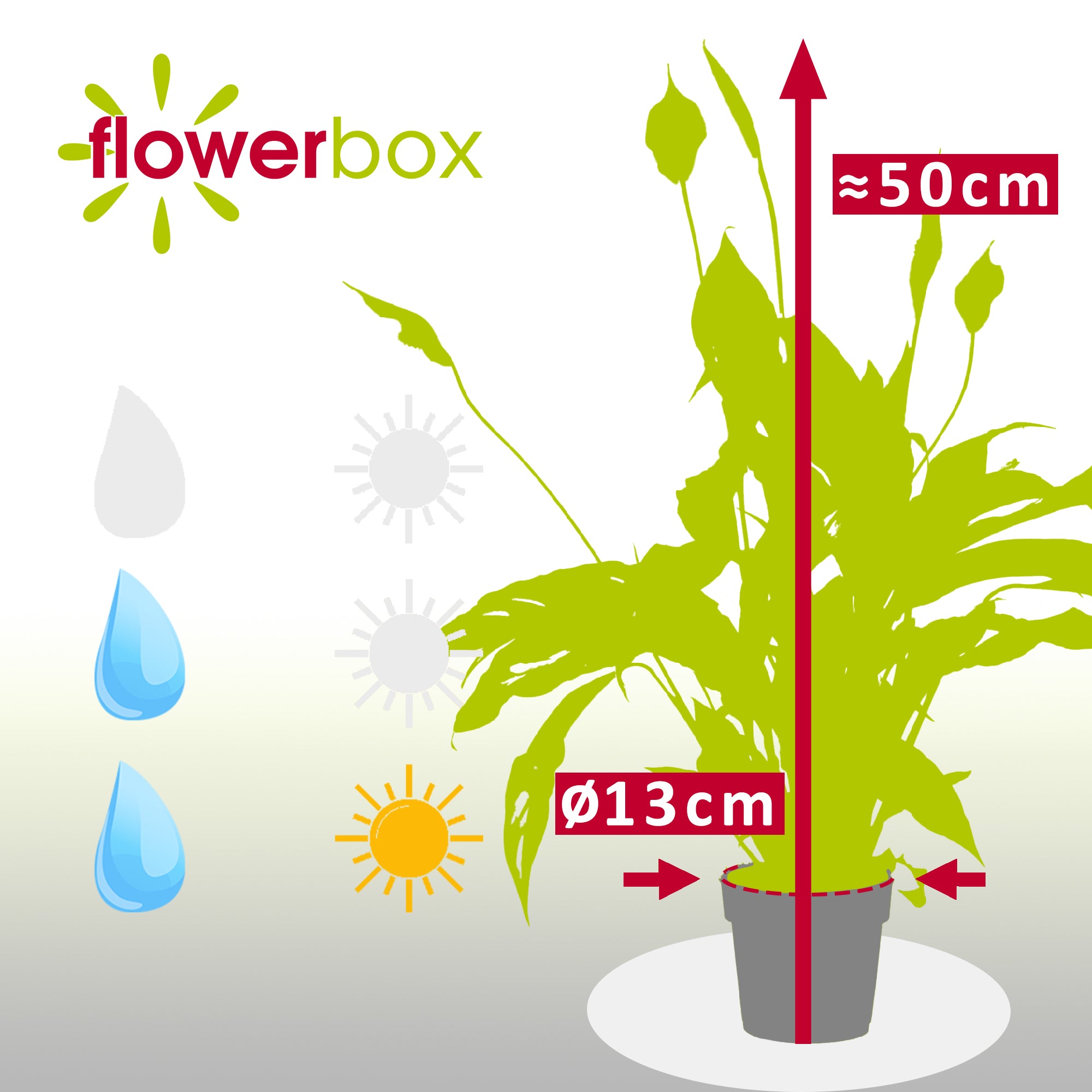 Einblatt 3-5 Blüten/Knospen - Spathiphyllum - Höhe ca. 50 cm, Topf-Ø 13 cm