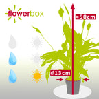 Einblatt 3-5 Blüten/Knospen - Spathiphyllum - Höhe ca. 50 cm, Topf-Ø 13 cm