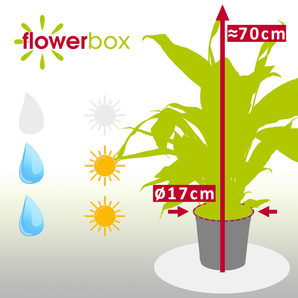 Einblatt 4-8 Blüten/Knospen - Spathiphyllum - Höhe ca. 70 cm, Topf-Ø 17 cm