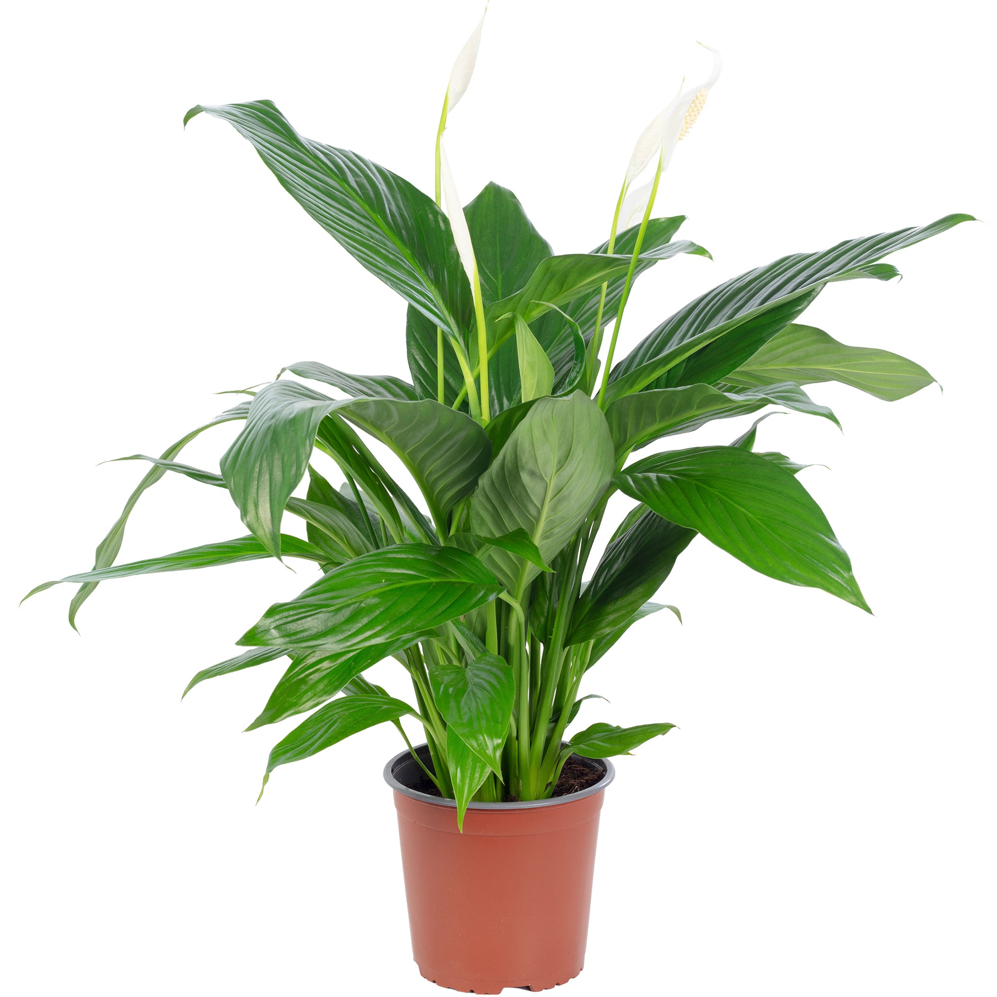 Einblatt 4-8 Blüten/Knospen - Spathiphyllum - Höhe ca. 70 cm, Topf-Ø 17 cm