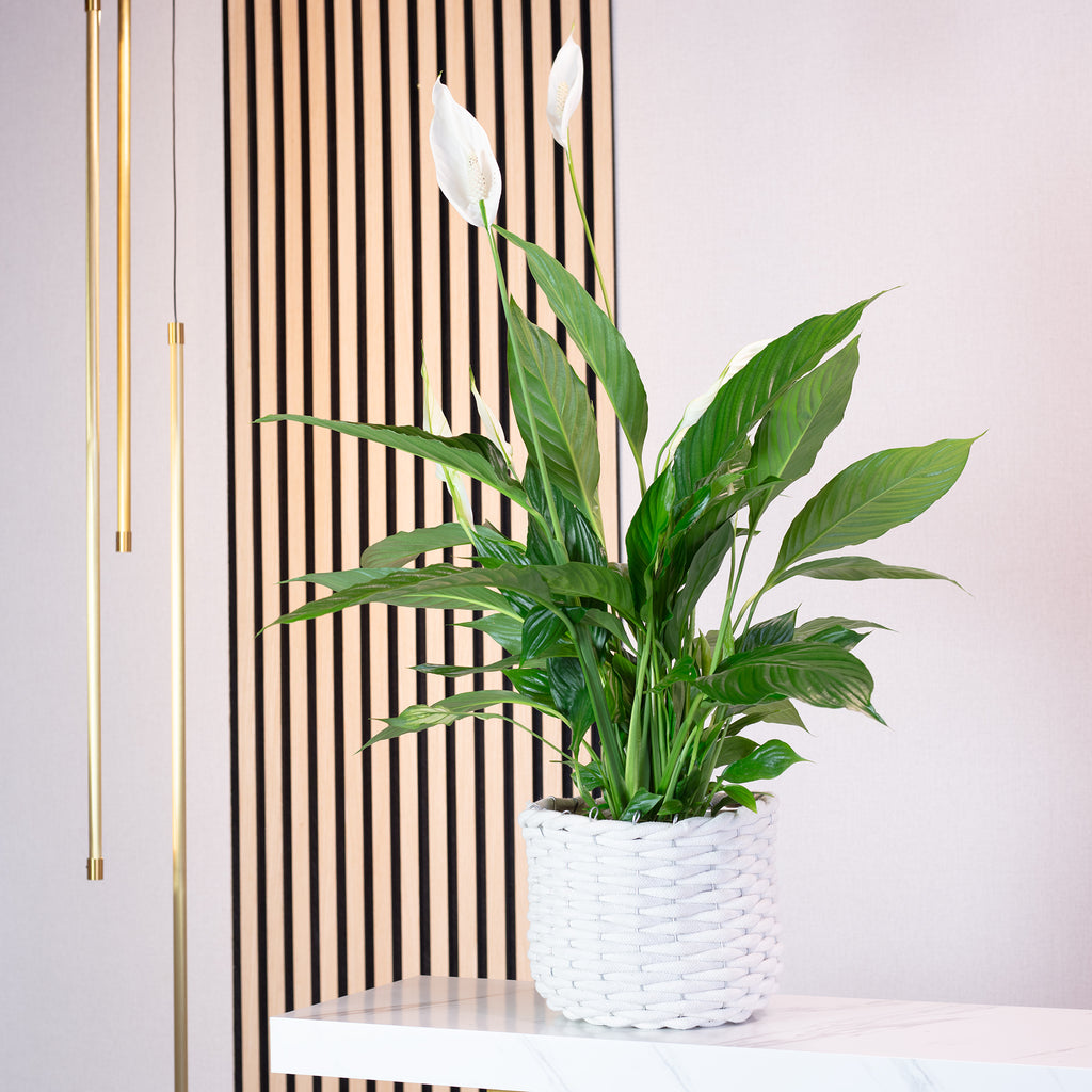 Spathiphyllum (Lys de la paix) - 4 à 8 fleurs/boutons - Hauteur env. 70 cm, diamètre du pot 17 cm