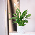 Spathiphyllum (Lys de la paix) - 4 à 8 fleurs/boutons - Hauteur env. 70 cm, diamètre du pot 17 cm