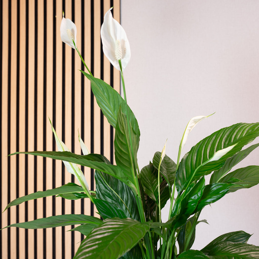 Spathiphyllum (Lys de la paix) - 4 à 8 fleurs/boutons - Hauteur env. 70 cm, diamètre du pot 17 cm