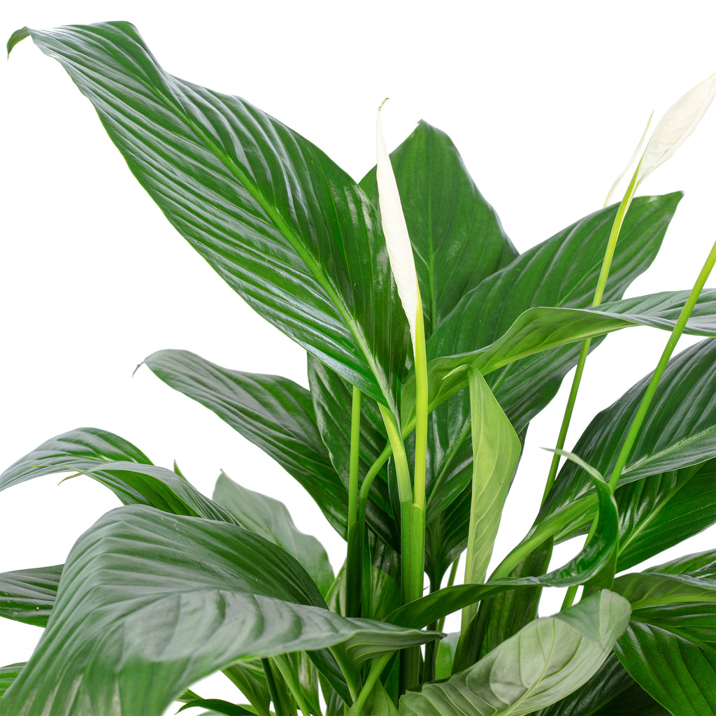Spathiphyllum (Lys de la paix) - 4 à 8 fleurs/boutons - Hauteur env. 70 cm, diamètre du pot 17 cm