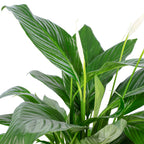 Spathiphyllum (Lys de la paix) - 4 à 8 fleurs/boutons - Hauteur env. 70 cm, diamètre du pot 17 cm