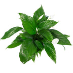 Spathiphyllum (Lys de la paix) - 4 à 8 fleurs/boutons - Hauteur env. 70 cm, diamètre du pot 17 cm