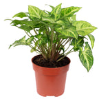 Purpurtute 'Arrow' - Syngonium Arrow - Höhe ca. 25 cm, Topf-Ø 12 cm