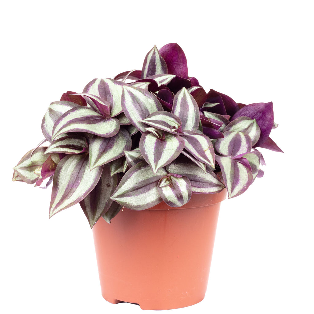 Zebrakraut "Smit Silver Sicilian" - Tradescantia zebrina - Höhe ca. 20 cm, Topf-Ø 12 cm