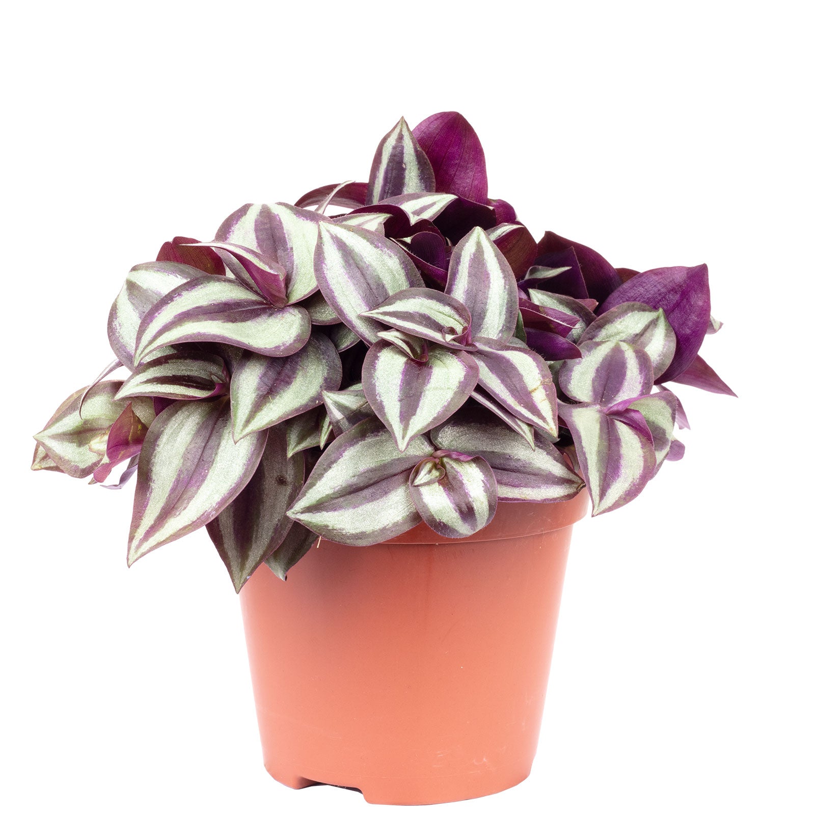 Zebrakraut "Smit Silver Sicilian" - Tradescantia zebrina - Höhe ca. 20 cm, Topf-Ø 12 cm