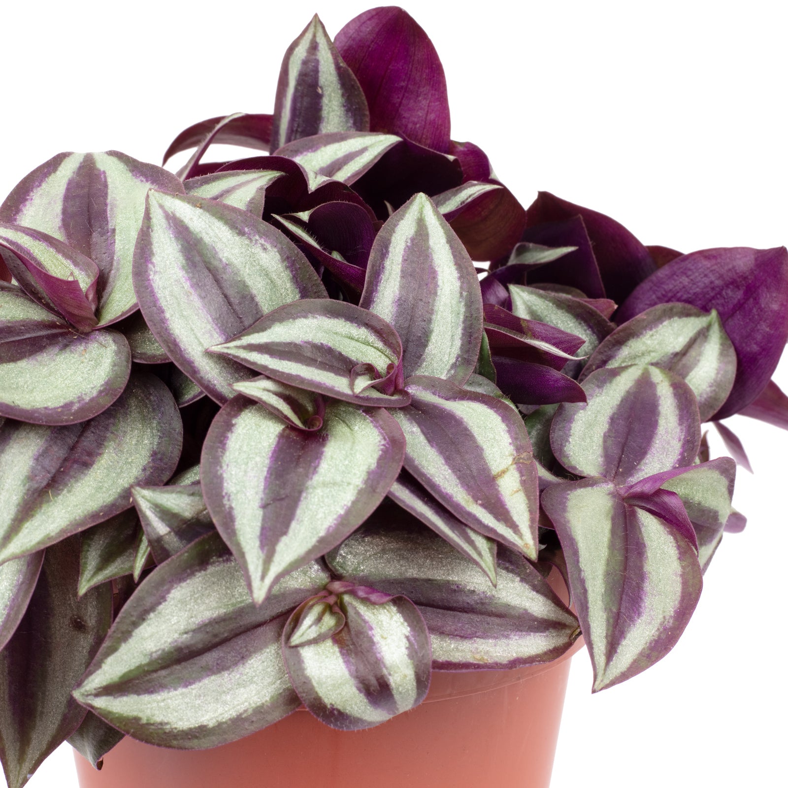 Zebrakraut "Smit Silver Sicilian" - Tradescantia zebrina - Höhe ca. 20 cm, Topf-Ø 12 cm