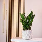 Glücksfeder - Zamioculcas zamiifolia 3+ - Höhe ca. 55 cm, Topf-Ø 17 cm