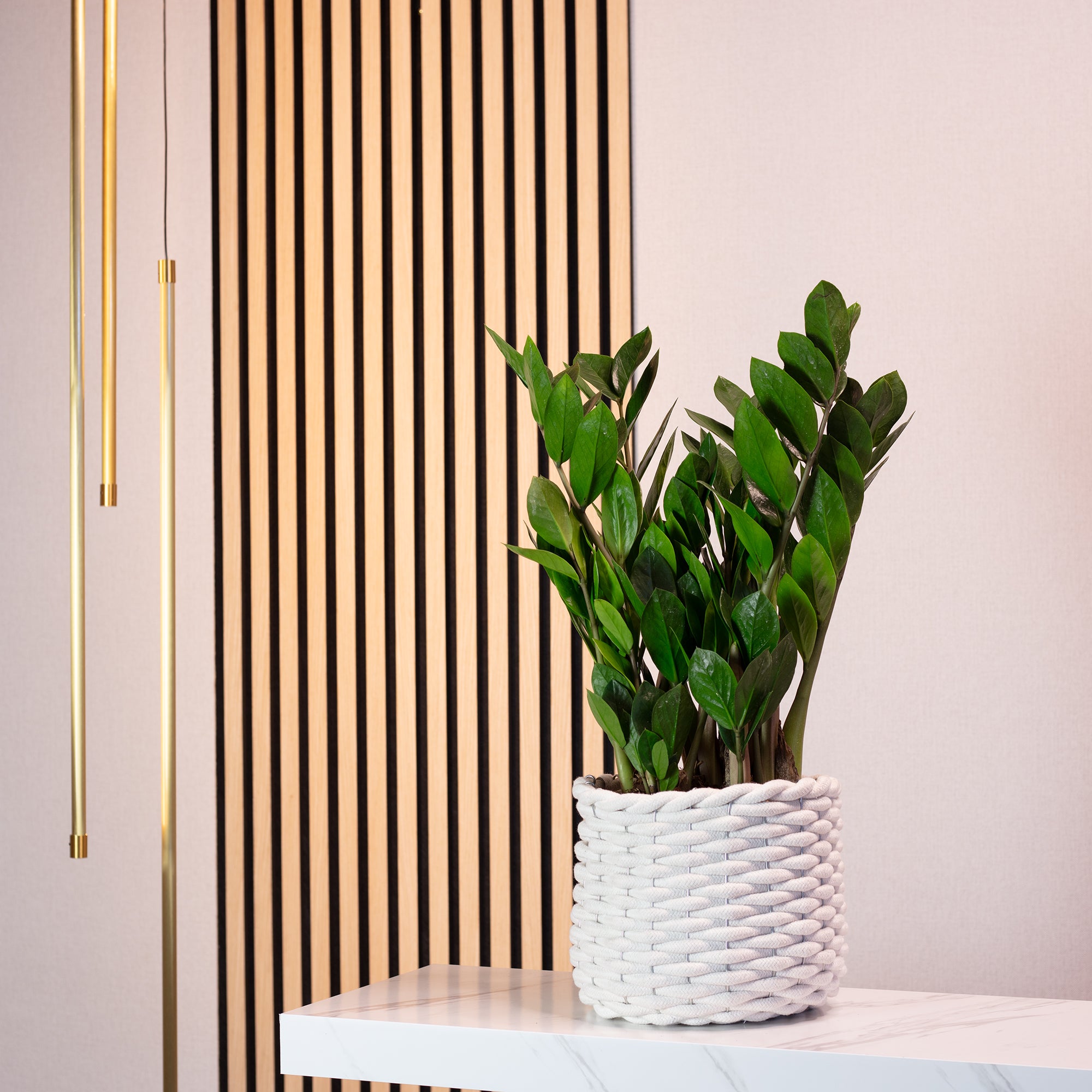 Glücksfeder - Zamioculcas zamiifolia 3+ - Höhe ca. 55 cm, Topf-Ø 17 cm