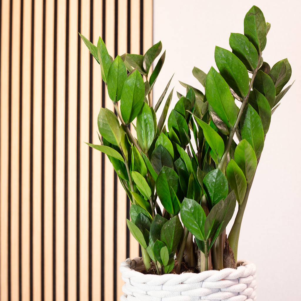 Glücksfeder - Zamioculcas zamiifolia 3+ - Höhe ca. 55 cm, Topf-Ø 17 cm