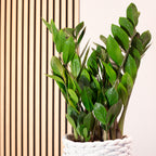 Glücksfeder - Zamioculcas zamiifolia 3+ - Höhe ca. 55 cm, Topf-Ø 17 cm