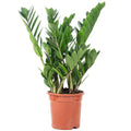 Zamioculcas zamiifolia 3+ - Hauteur env. 55 cm, diamètre du pot 17 cm