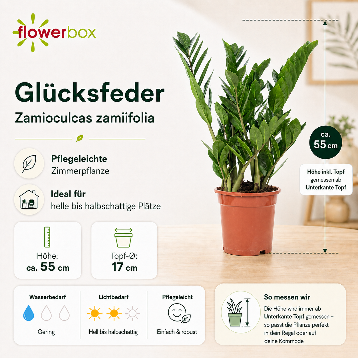 Glücksfeder - Zamioculcas zamiifolia 3+ - Höhe ca. 55 cm, Topf-Ø 17 cm