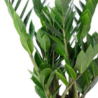 Zamioculcas zamiifolia 3+ - Hauteur env. 55 cm, diamètre du pot 17 cm