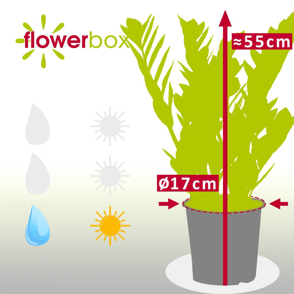 Glücksfeder - Zamioculcas zamiifolia 3+ - Höhe ca. 55 cm, Topf-Ø 17 cm