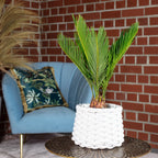 Cycas revoluta (6+ frondes) - hauteur env. 25 cm, diamètre du pot 12 cm