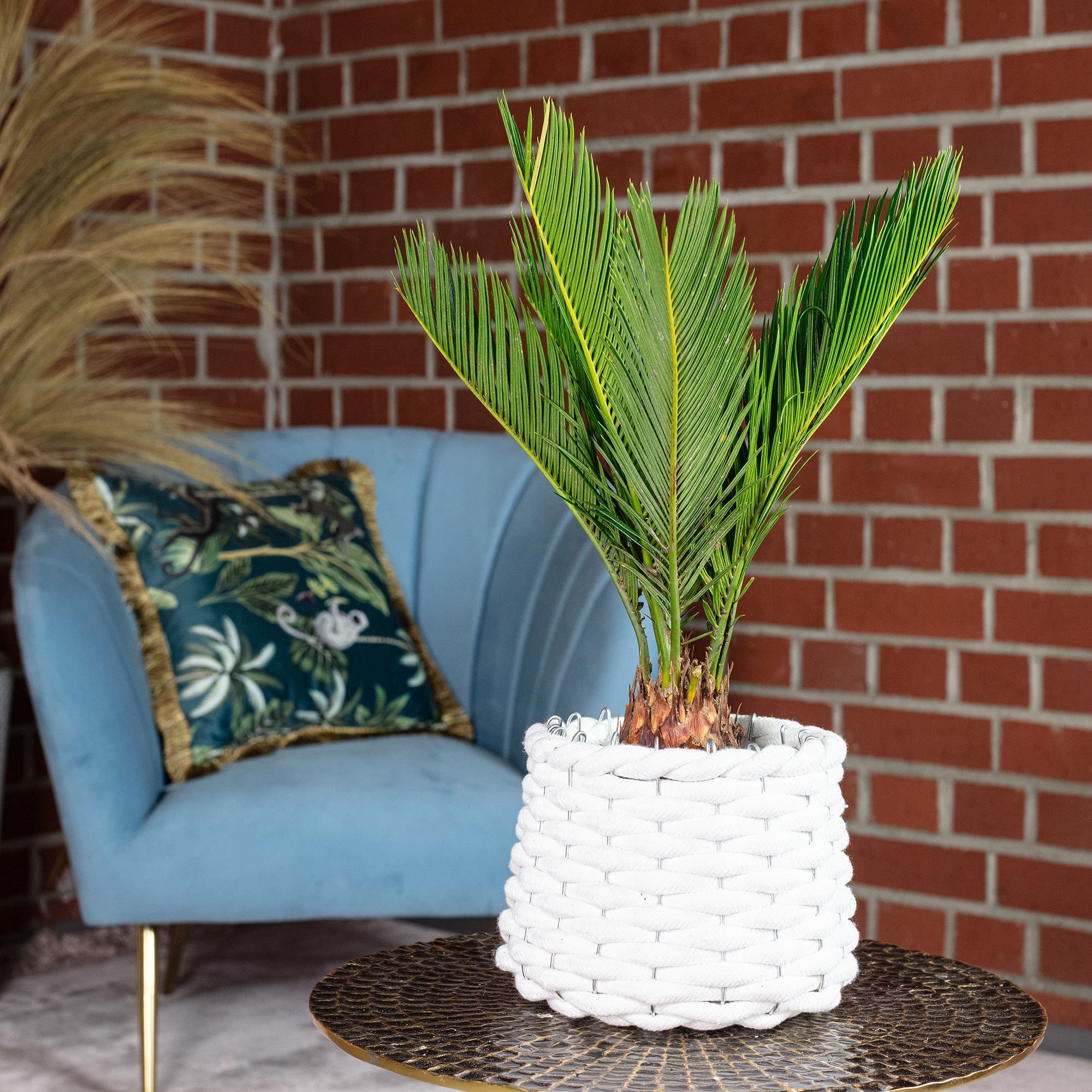 Cycas revoluta (6+ frondes) - hauteur env. 25 cm, diamètre du pot 12 cm