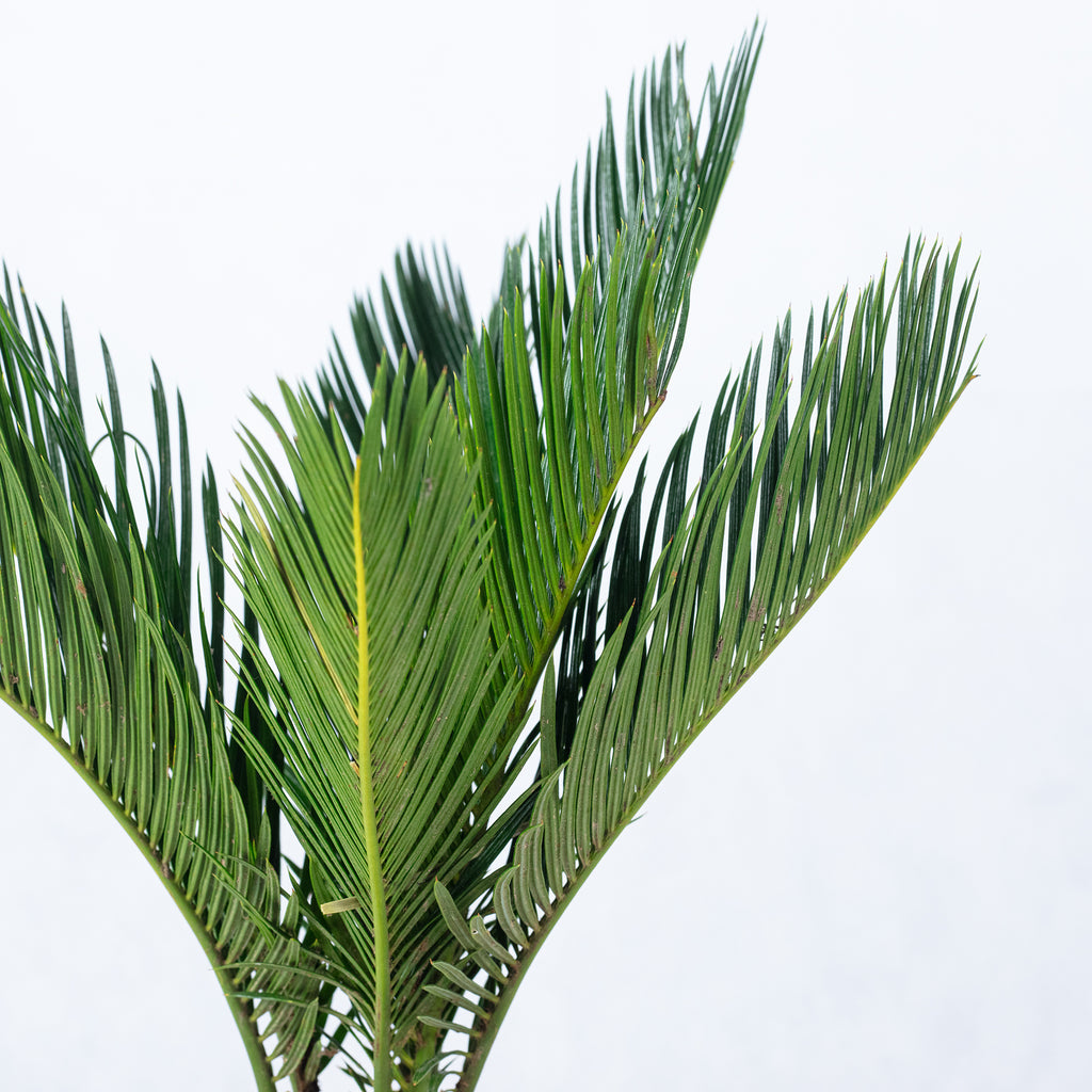 Cycas revoluta (6+ frondes) - hauteur env. 25 cm, diamètre du pot 12 cm