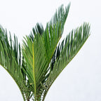 Cycas revoluta (6+ frondes) - hauteur env. 25 cm, diamètre du pot 12 cm