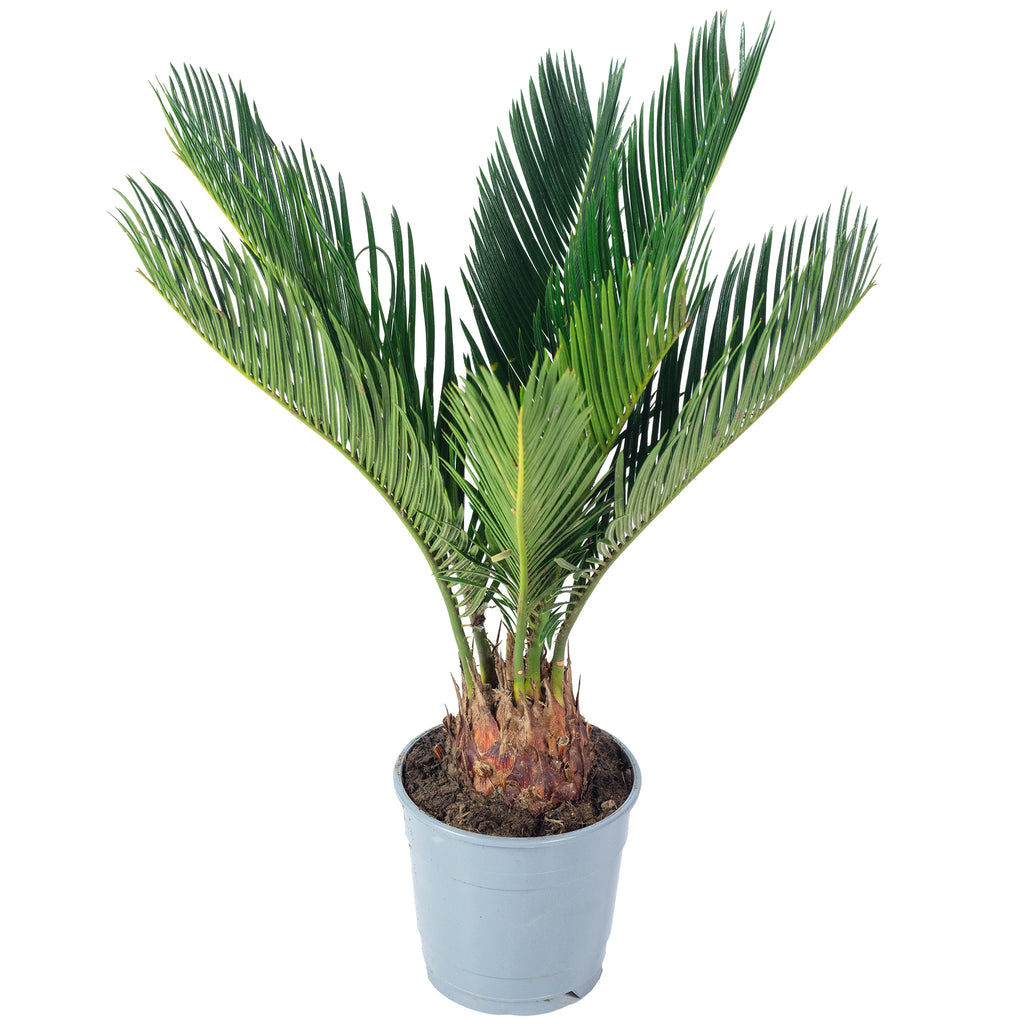 Cycas revoluta (6+ frondes) - hauteur env. 25 cm, diamètre du pot 12 cm