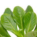 Hawaiipalme - Brighamia - Höhe ca. 40 cm, Topf-Ø 12 cm