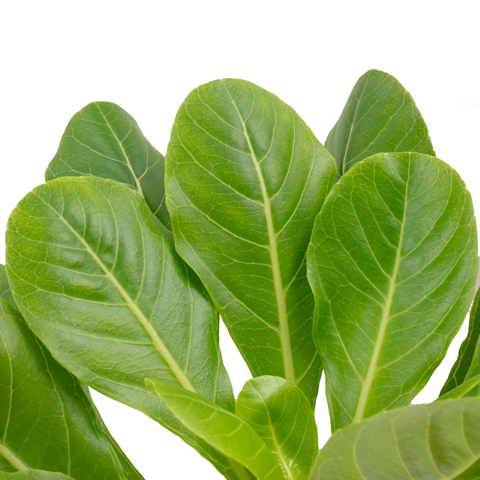 Hawaiipalme - Brighamia - Höhe ca. 40 cm, Topf-Ø 12 cm