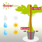 Hawaiipalme - Brighamia - Höhe ca. 40 cm, Topf-Ø 12 cm