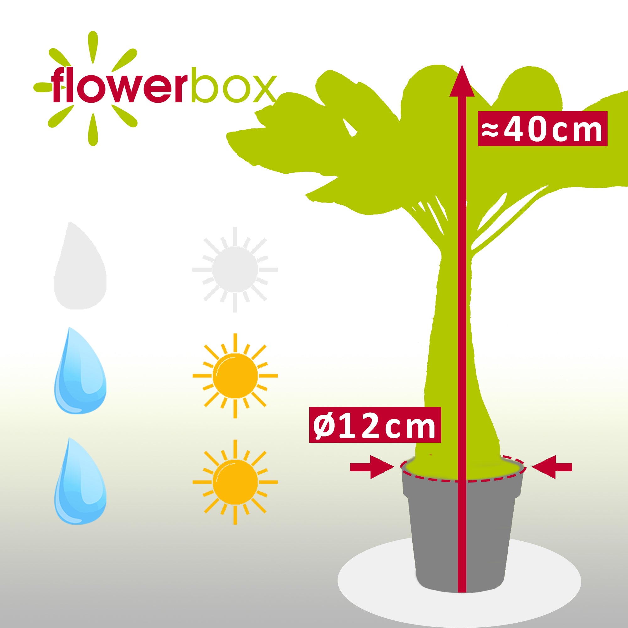 Hawaiipalme - Brighamia - Höhe ca. 40 cm, Topf-Ø 12 cm