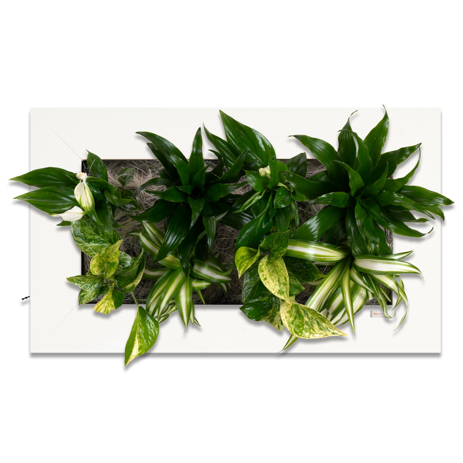 Flowerwall M - blanc brillant - 55 x 33 cm