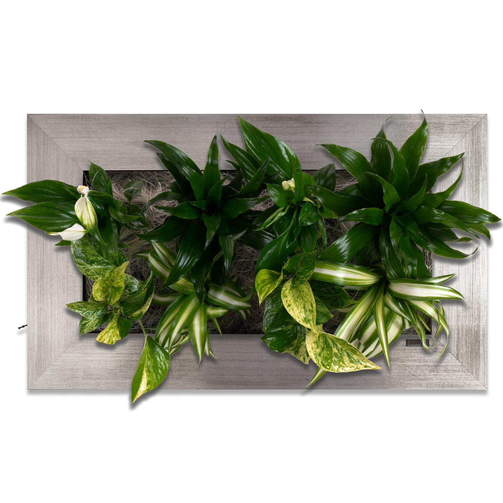 Flowerwall M - alu - 55x33 cm