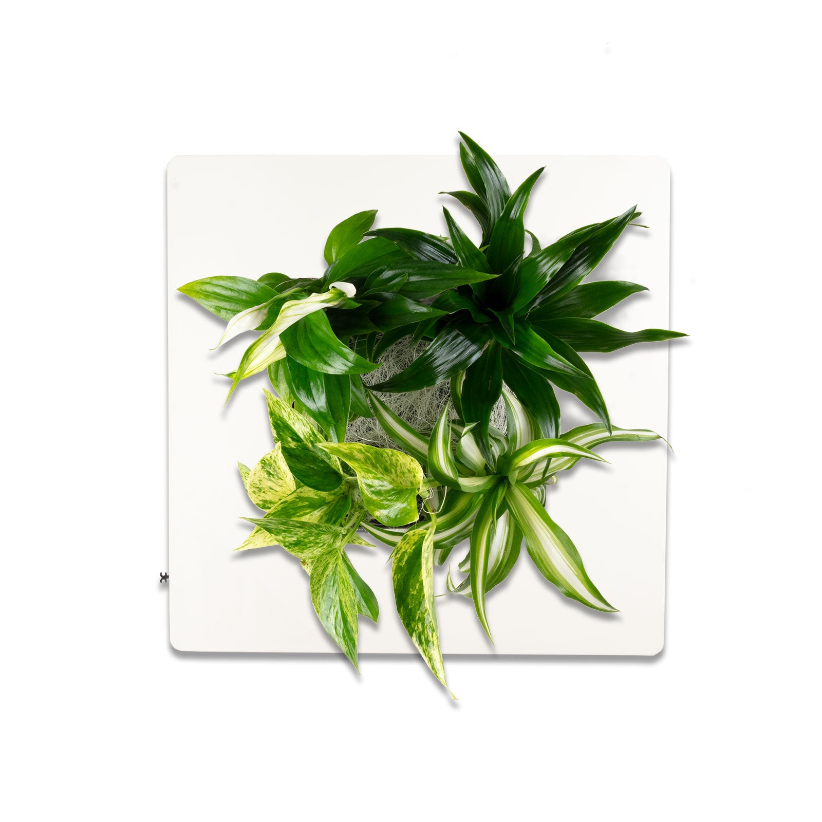 Flowerwall S - white - 31x31 cm