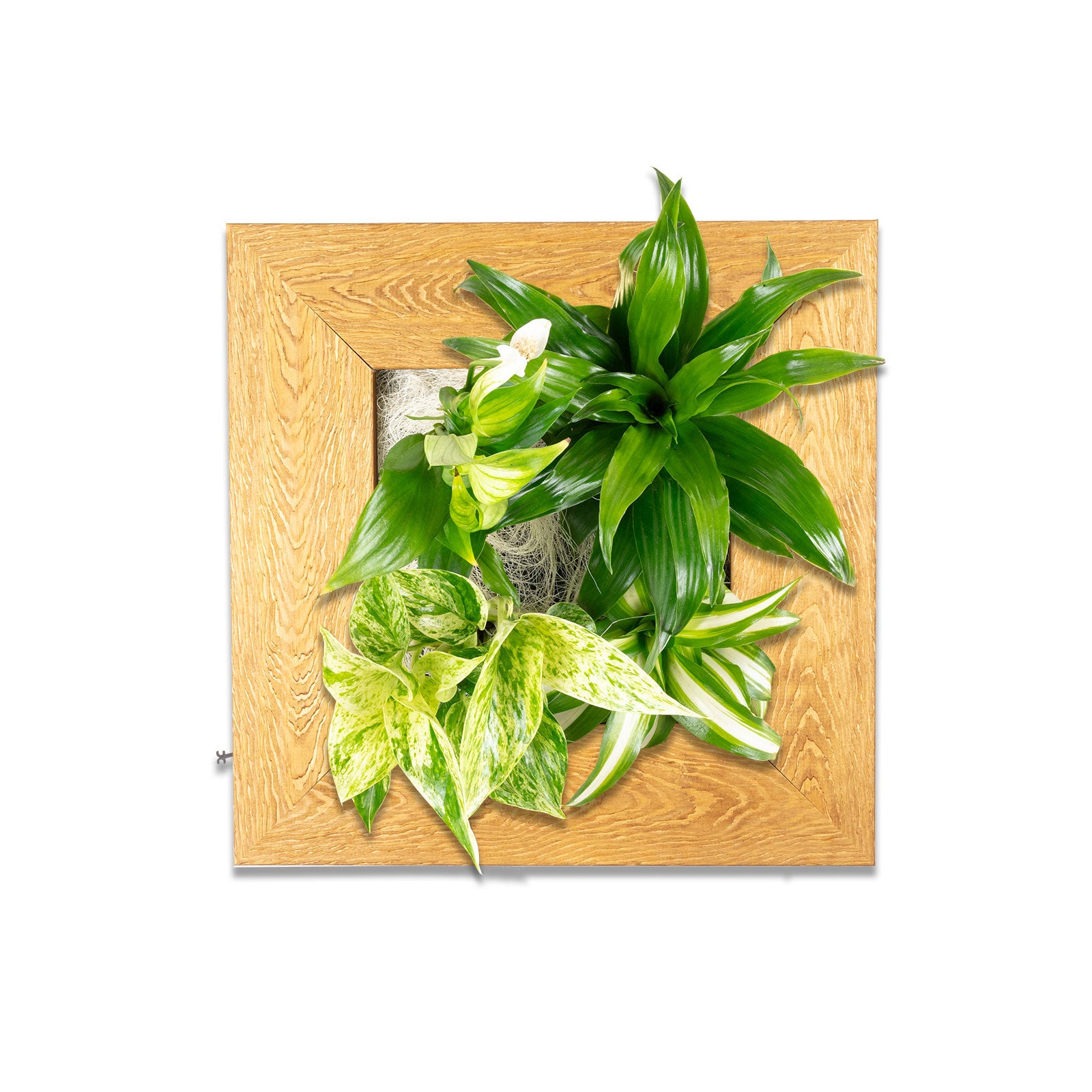 Flowerwall S - holz natur - 31x31 cm