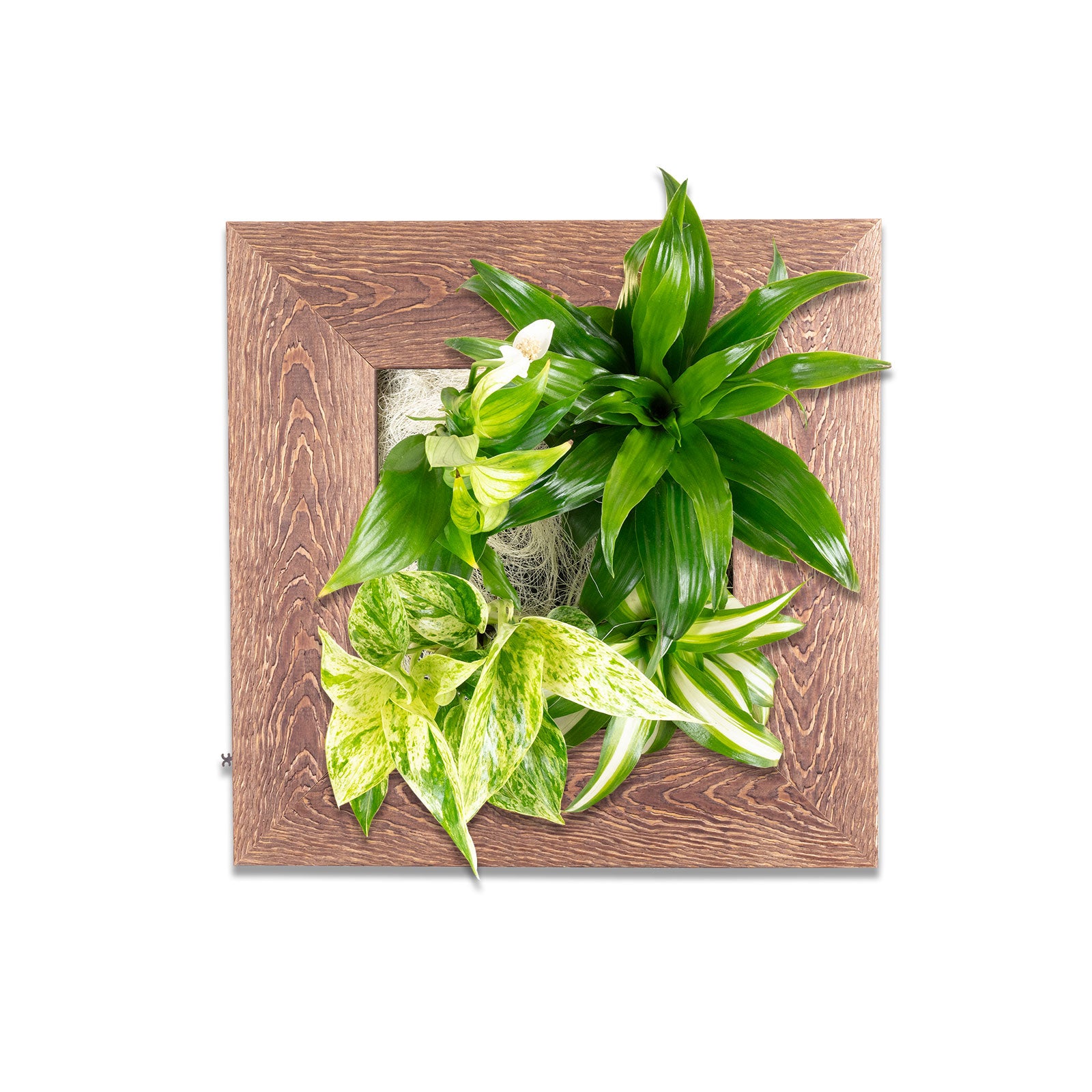 Flowerwall S - bois brun foncé - 31 x 31 cm