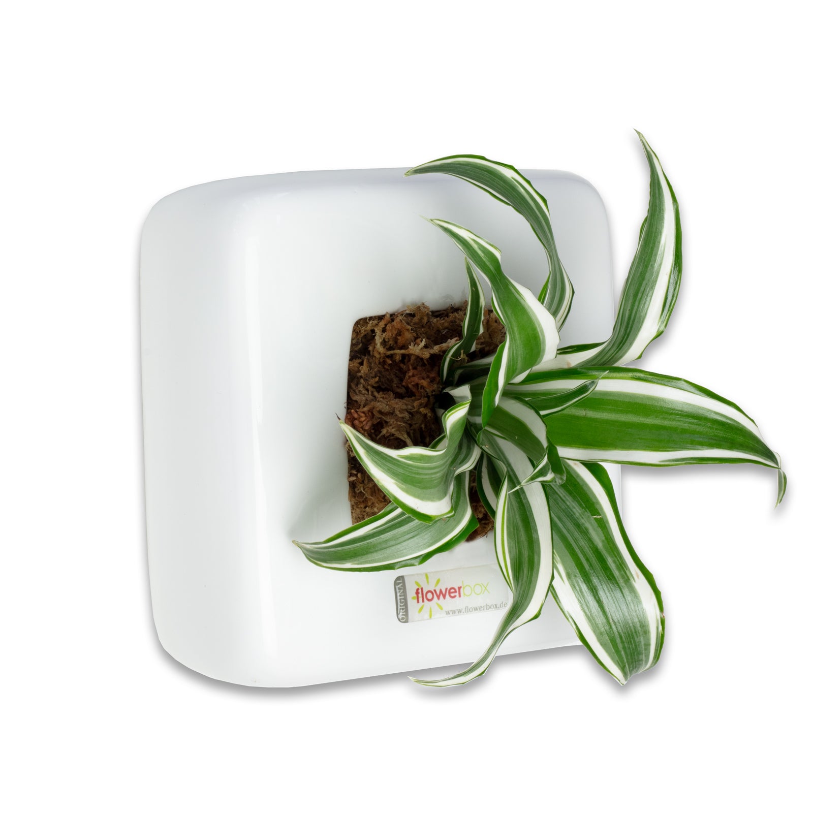 Box 1 - weiß - 16x16 cm