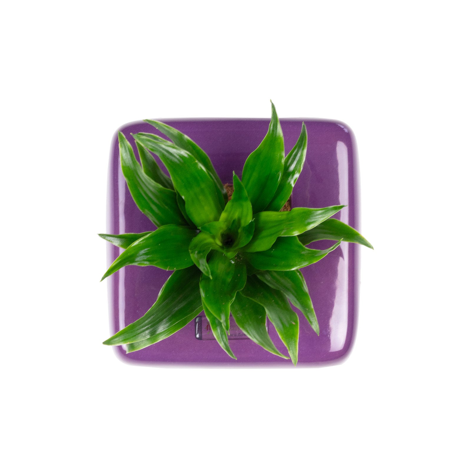 Box 1 - violett - 16x16 cm