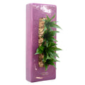 Box 40 - violet - 40x16 cm
