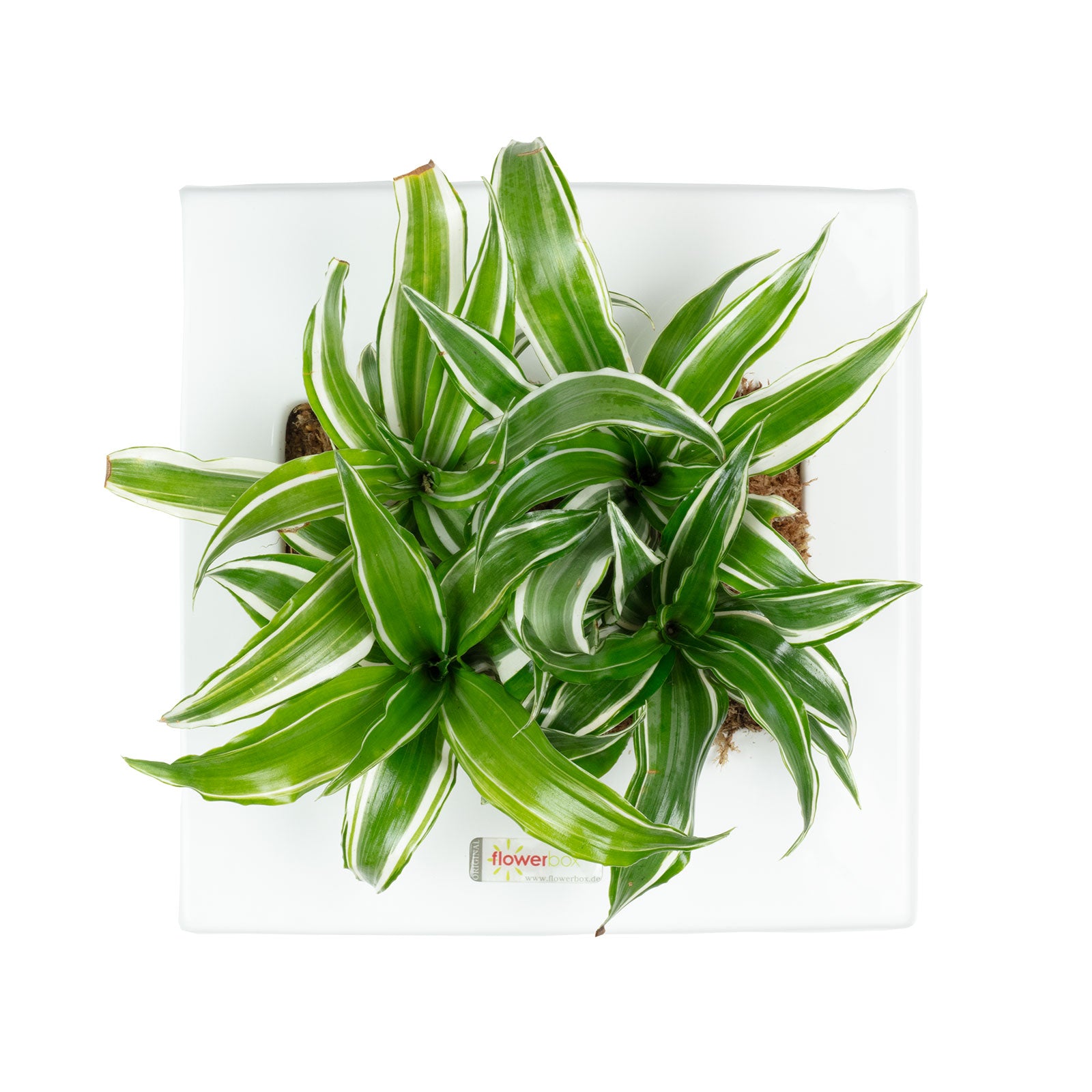 Box 25 - weiß - 25x25 cm